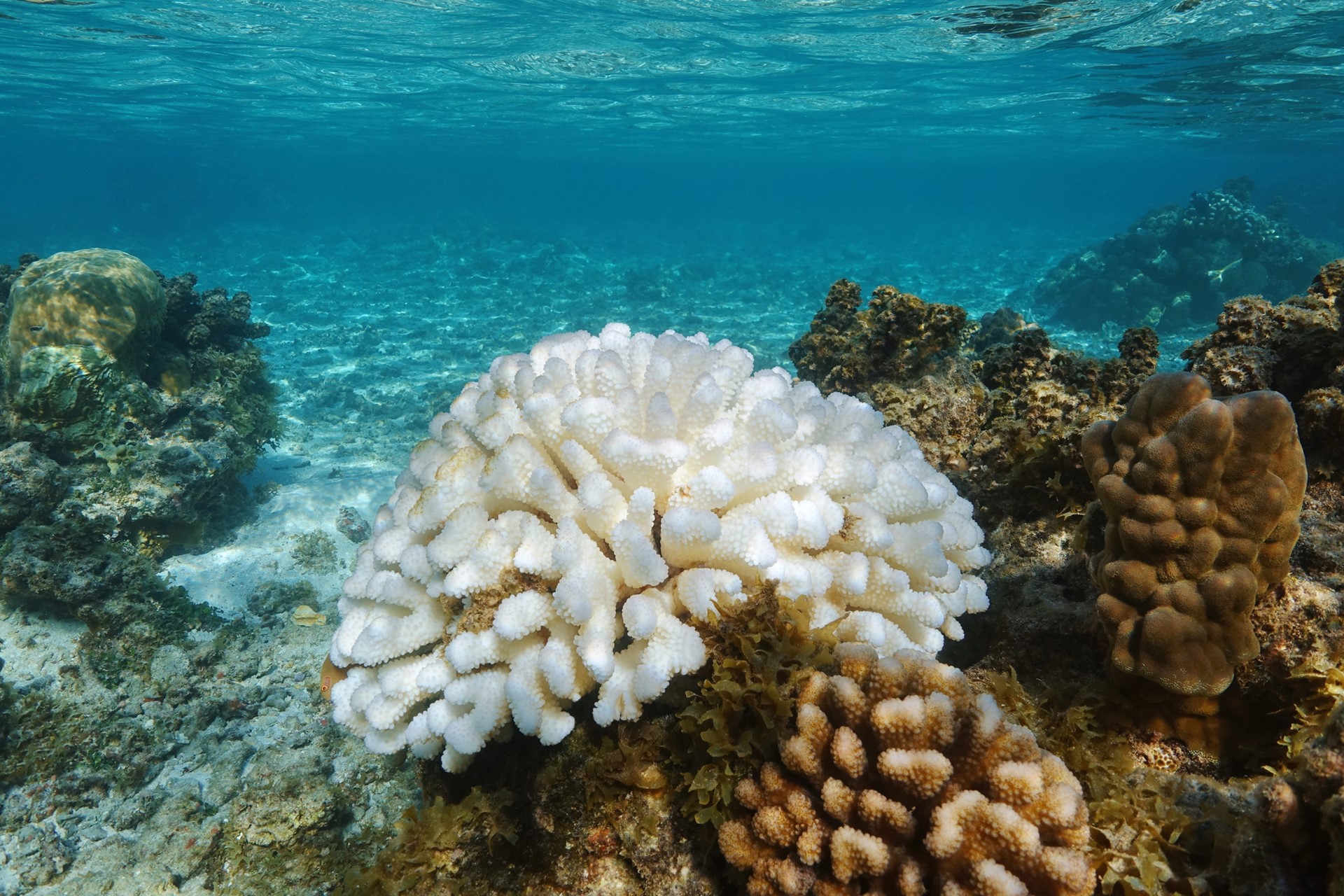 Coral Bleaching