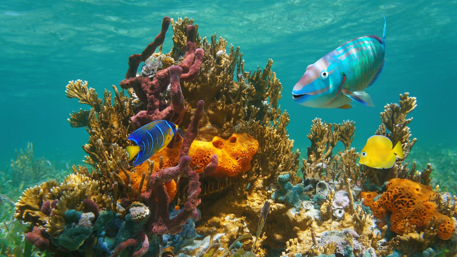 Biodiversity Finance