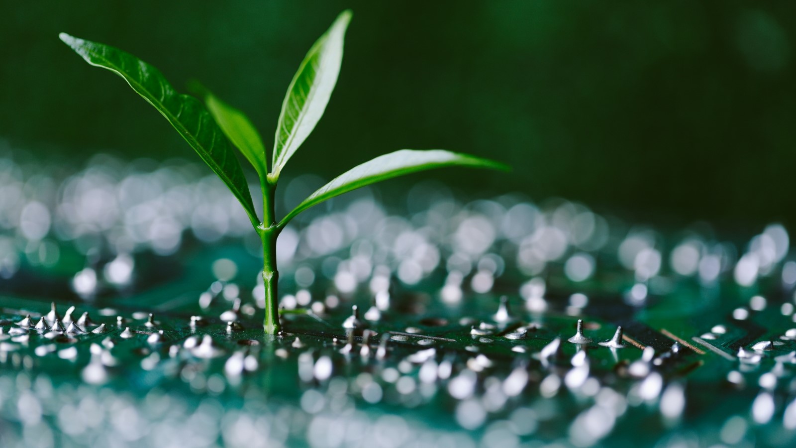 Green Economy Growth