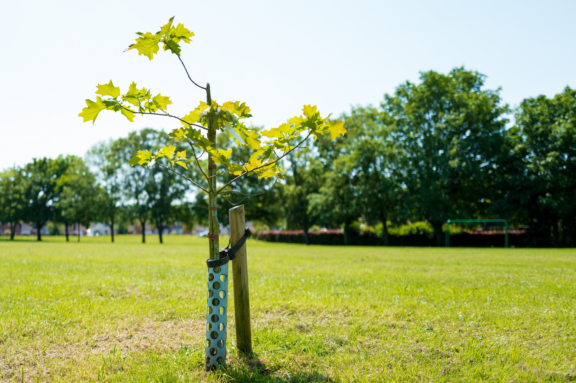 Tree Planting UK